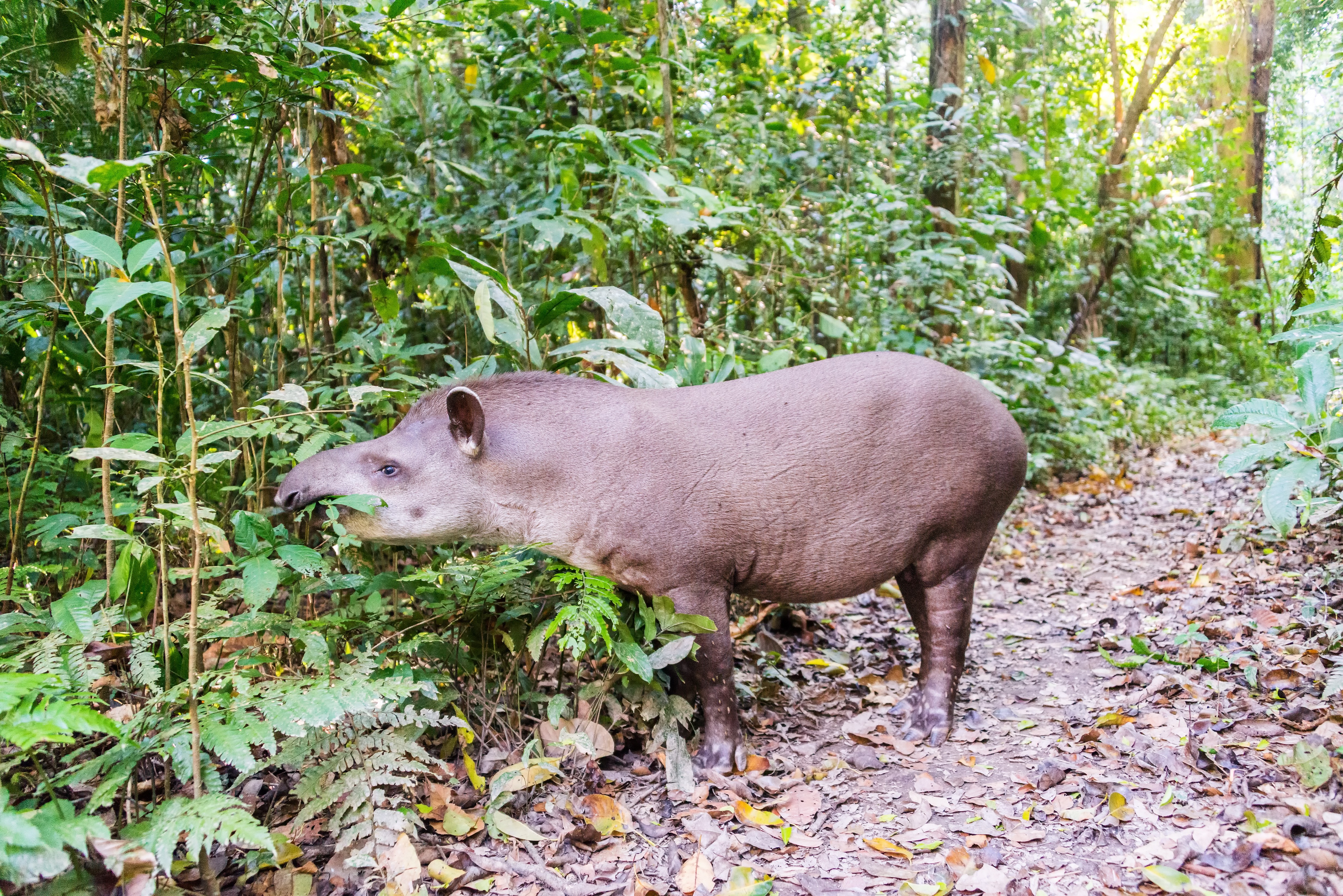 Cocô de anta ajuda a regenerar florestas degradadas na Amazônia