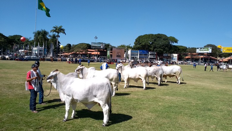 Como o gado zebu provocou uma revolução na pecuária brasileira