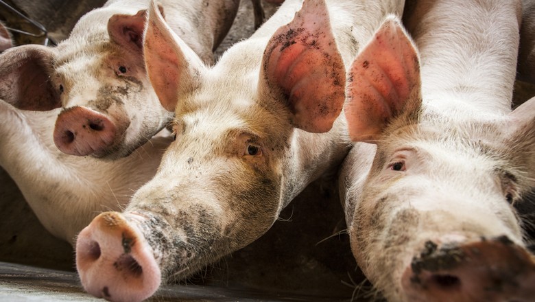 Peste suína: USDA intensifica medidas para prevenção da doença nos EUA