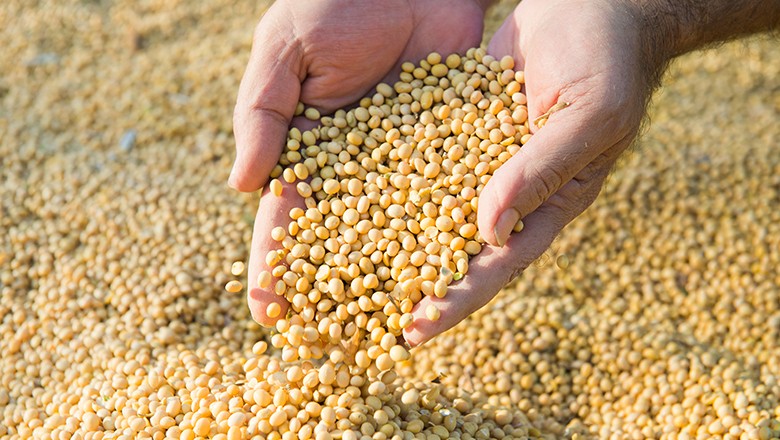 No PR, colheita de soja atinge 66% e plantio 2ª safra de milho, 91%