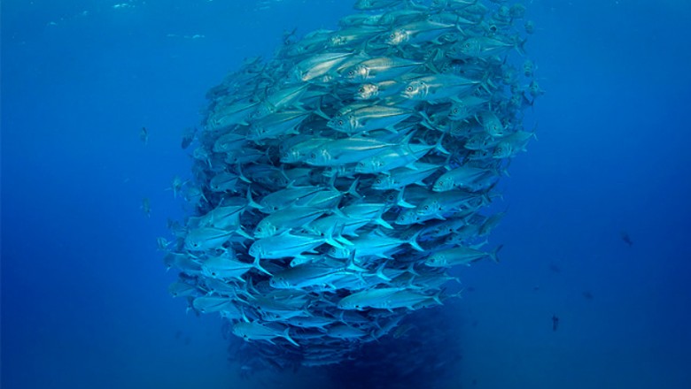 Oceanos perderam 1,4 mi de toneladas de pescados por causa do clima